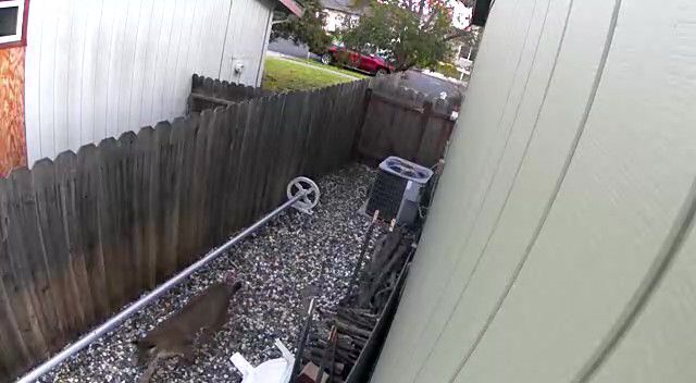 Mountain lion in Napa